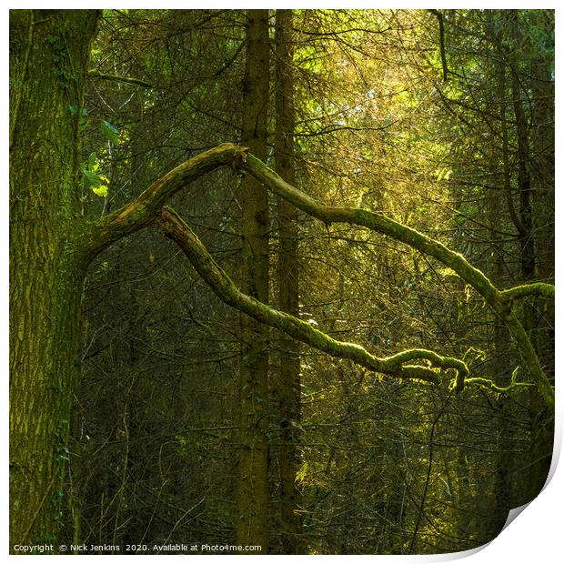 Trees in Wentwood Forest Monmouthshire Print by Nick Jenkins