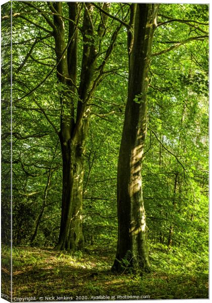 Wentwood Forest Monmouthshire Two Beech Trees Canvas Print by Nick Jenkins