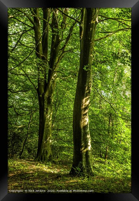Wentwood Forest Monmouthshire Two Beech Trees Framed Print by Nick Jenkins
