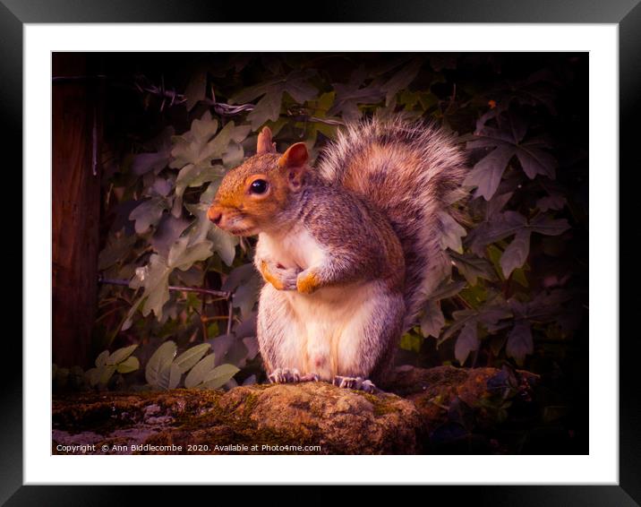 Watching Squirrel  Framed Mounted Print by Ann Biddlecombe