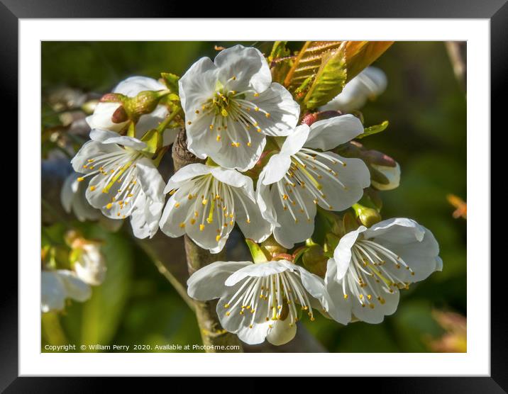 White Plum Blossoms Blooming Framed Mounted Print by William Perry