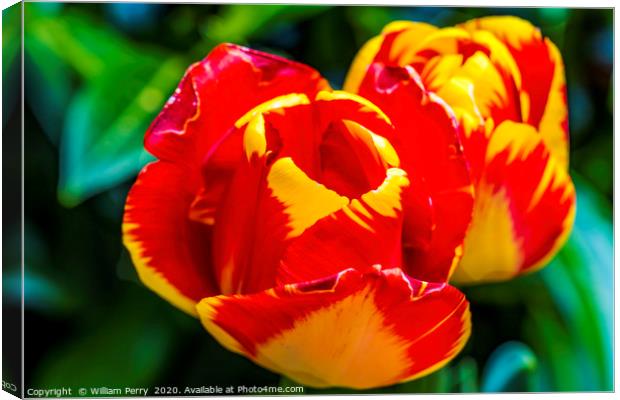 Red Yellow Banja Luka Tulips Blooming Macro Canvas Print by William Perry