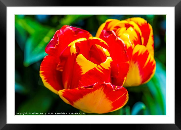 Red Yellow Banja Luka Tulips Blooming Macro Framed Mounted Print by William Perry