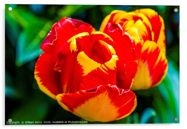 Red Yellow Banja Luka Tulips Blooming Macro Acrylic by William Perry