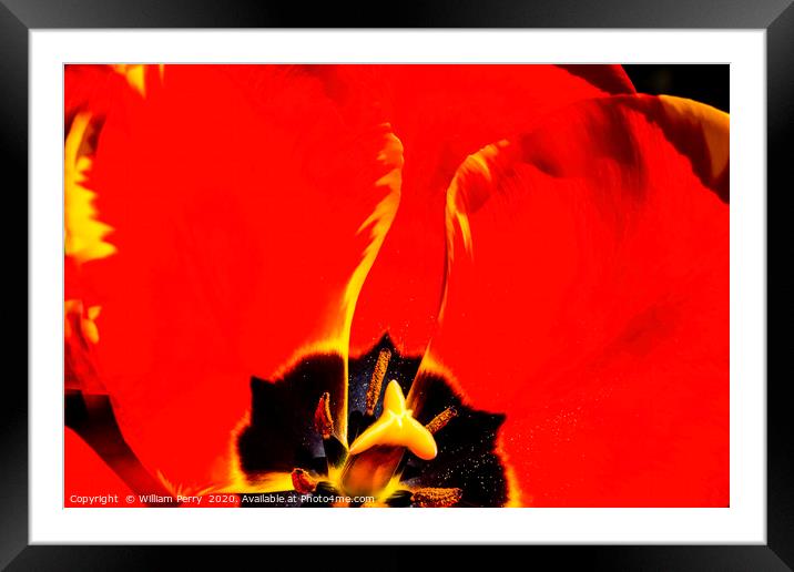 Red Yellow Tulip Blooming Framed Mounted Print by William Perry