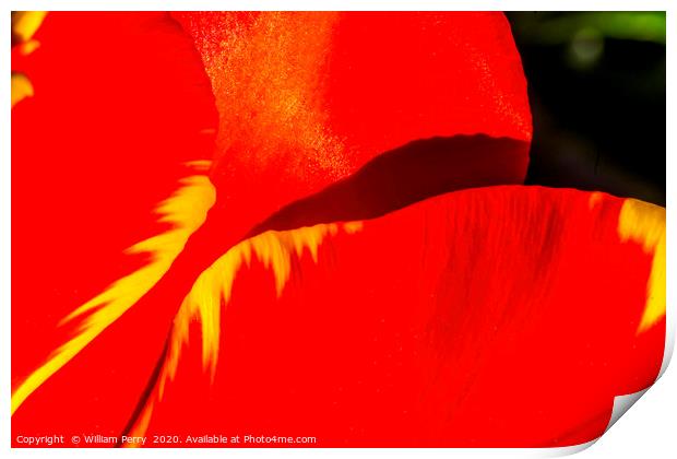 Red Yellow Banja Luka Tulip Petals Blooming Macro Print by William Perry