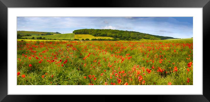 Poppies  Framed Mounted Print by Alistair Duncombe
