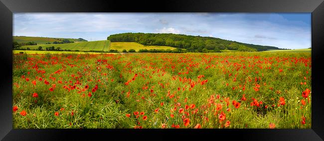 Poppies  Framed Print by Alistair Duncombe