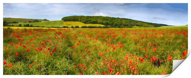 Poppies  Print by Alistair Duncombe