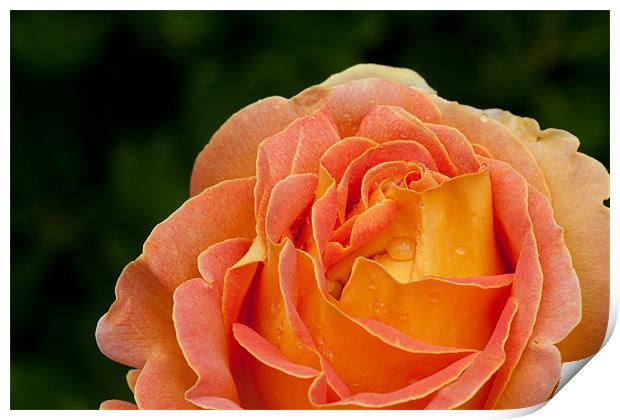 Arlequin Rose Print by Peter West