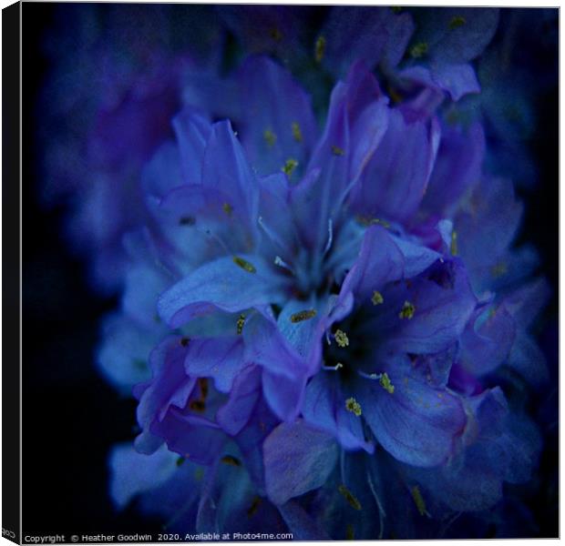 Flower in Blue Canvas Print by Heather Goodwin