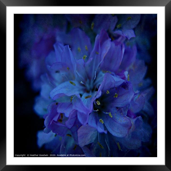 Flower in Blue Framed Mounted Print by Heather Goodwin