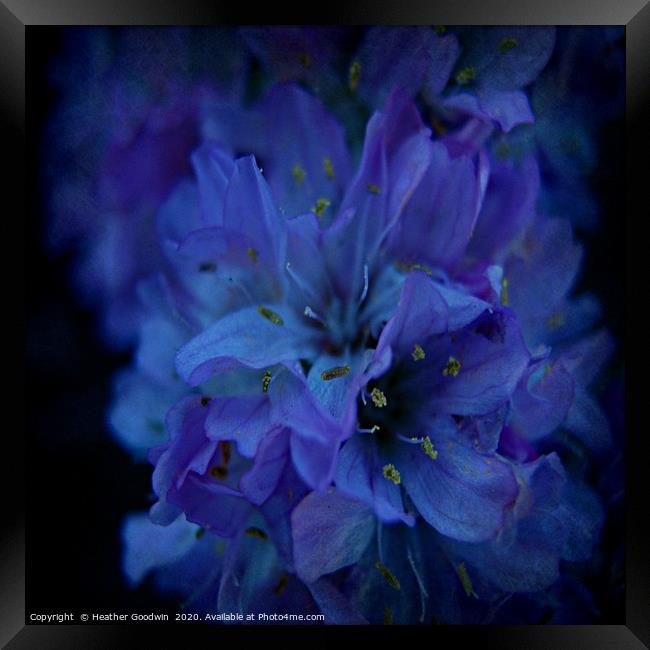 Flower in Blue Framed Print by Heather Goodwin
