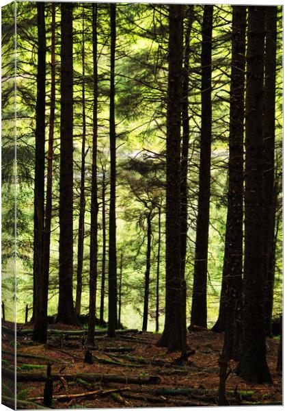 The Radiant Forest Canvas Print by David McCulloch