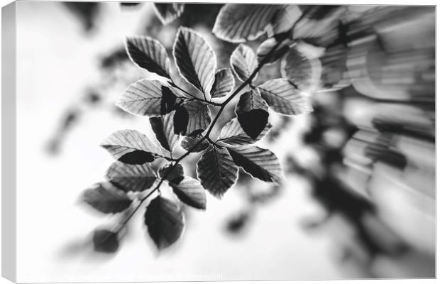 Black and White Leaves Abstract Canvas Print by Natalie Kinnear
