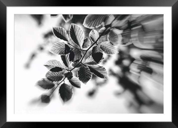 Black and White Leaves Abstract Framed Mounted Print by Natalie Kinnear