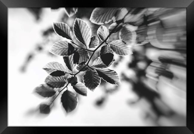 Black and White Leaves Abstract Framed Print by Natalie Kinnear