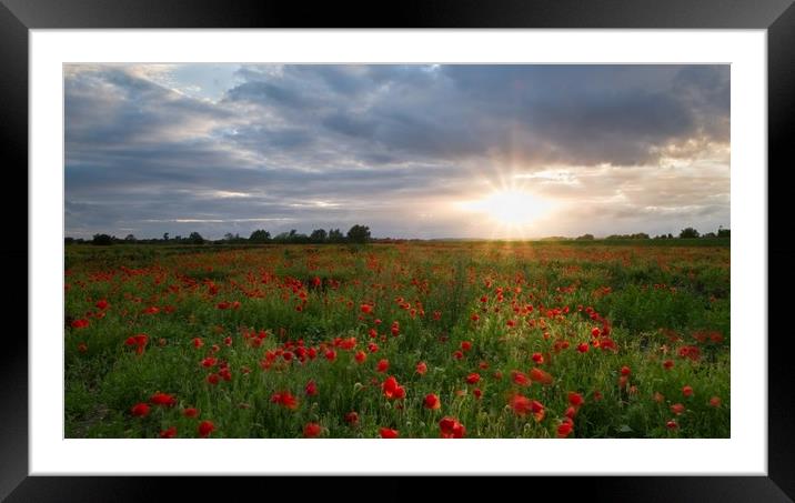 Poppies at Sunset Framed Mounted Print by Jules Taylor