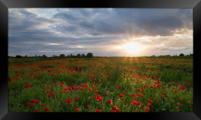 Poppies at Sunset Framed Print by Jules Taylor