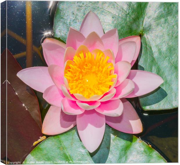 Water lily at botanical garden in Funchal Canvas Print by Nicolas Boivin