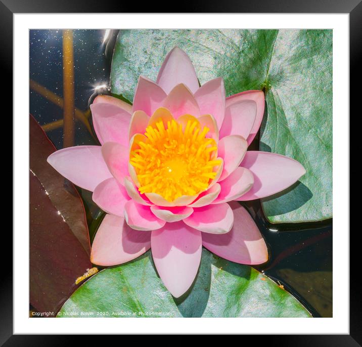 Water lily at botanical garden in Funchal Framed Mounted Print by Nicolas Boivin