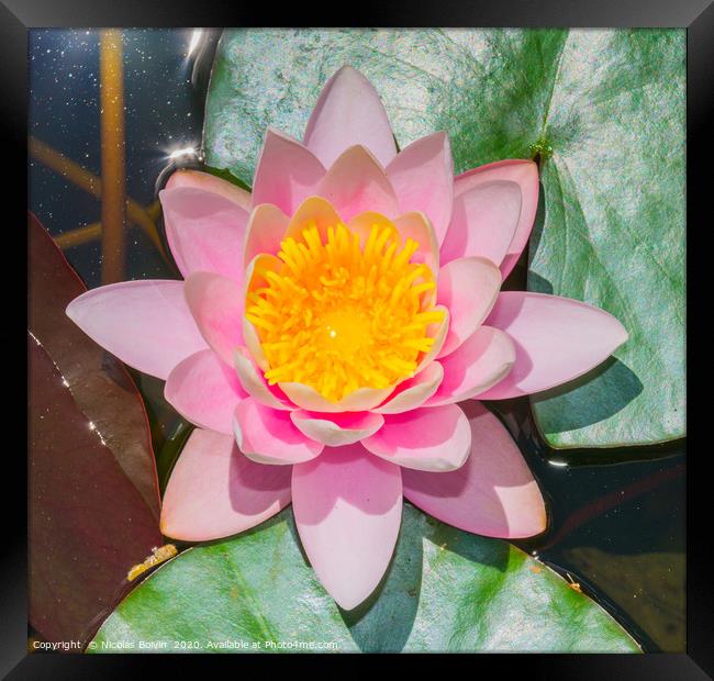 Water lily at botanical garden in Funchal Framed Print by Nicolas Boivin