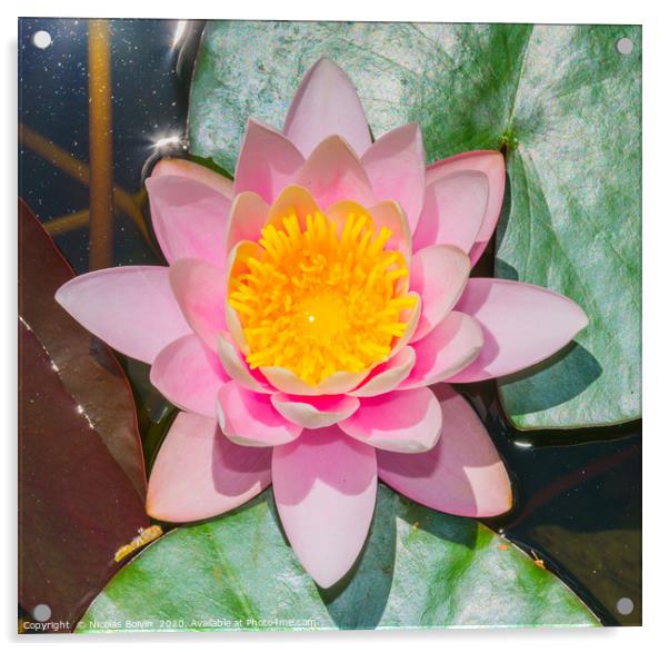Water lily at botanical garden in Funchal Acrylic by Nicolas Boivin