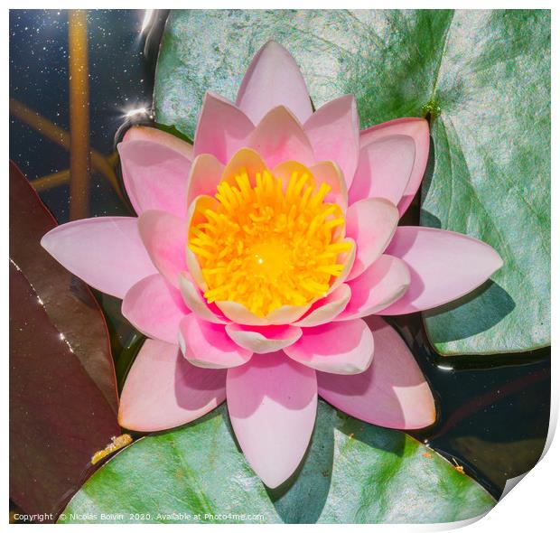 Water lily at botanical garden in Funchal Print by Nicolas Boivin
