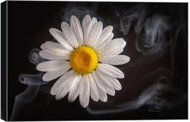 Oxeye daisy in smoke. Canvas Print by Bryn Morgan
