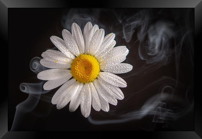 Oxeye daisy in smoke. Framed Print by Bryn Morgan