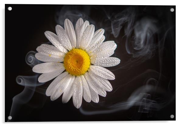 Oxeye daisy in smoke. Acrylic by Bryn Morgan