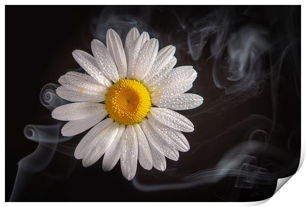 Oxeye daisy in smoke. Print by Bryn Morgan