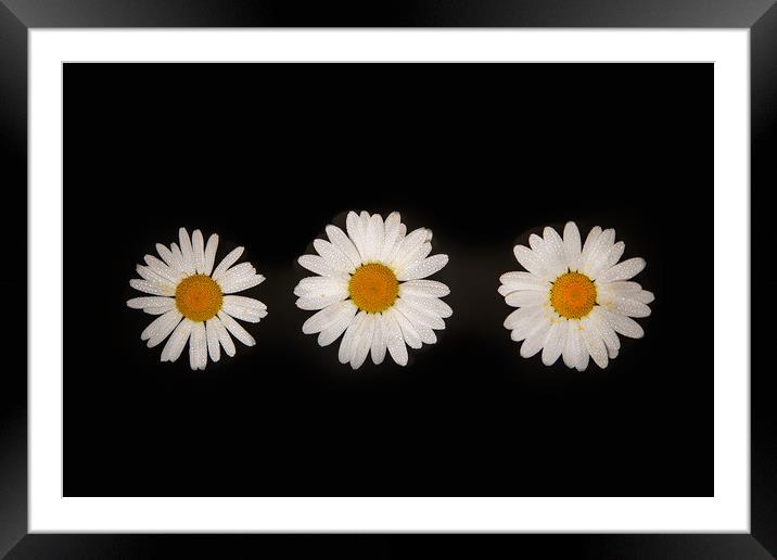 Three oxeye daisies Framed Mounted Print by Bryn Morgan