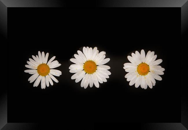 Three oxeye daisies Framed Print by Bryn Morgan