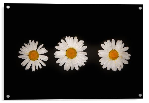 Three oxeye daisies Acrylic by Bryn Morgan