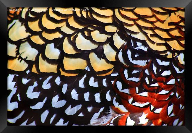 Reeves Pheasant Plumage Framed Print by Ian Jeffrey