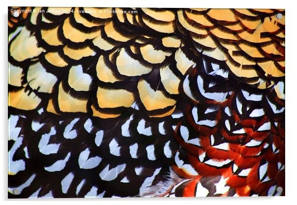 Reeves Pheasant Plumage Acrylic by Ian Jeffrey