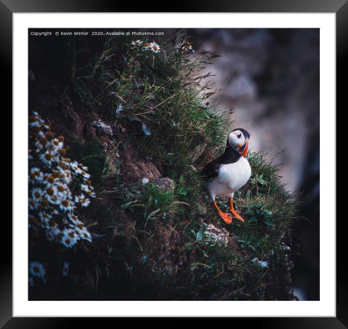 Lone Puffin Framed Mounted Print by Kevin Winter