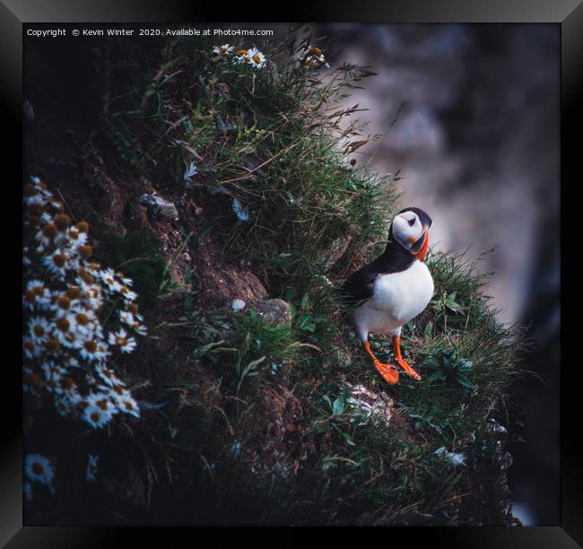 Lone Puffin Framed Print by Kevin Winter