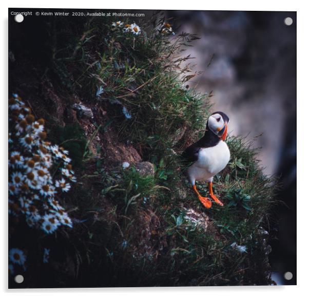 Lone Puffin Acrylic by Kevin Winter