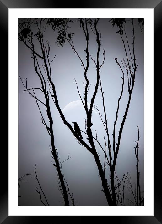 A bird on tree against full moon Framed Mounted Print by Arpan Bhatia