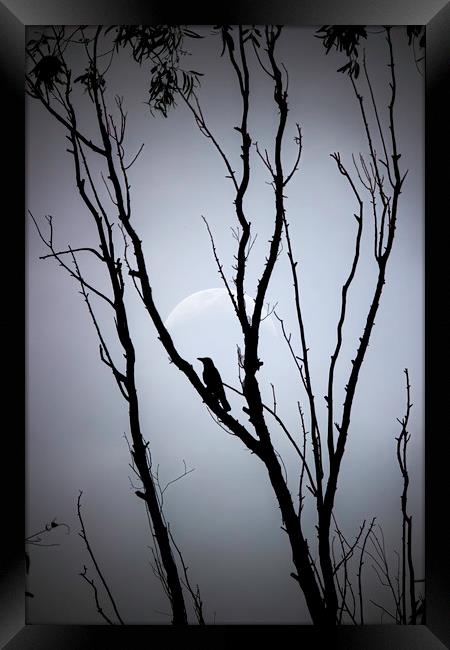 A bird on tree against full moon Framed Print by Arpan Bhatia