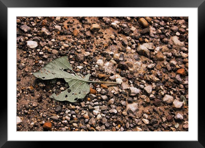 A close up of a torn leaf on a rocky mountain in r Framed Mounted Print by Arpan Bhatia