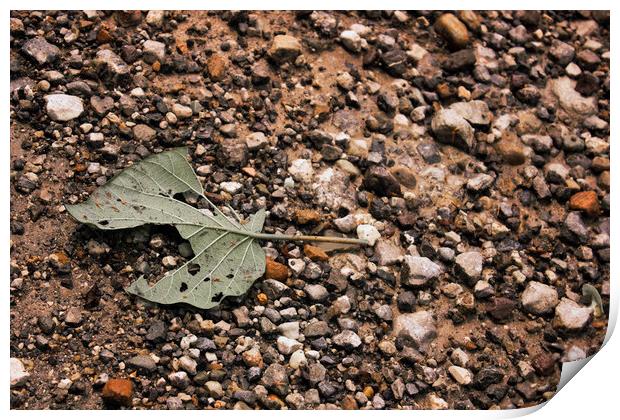 A close up of a torn leaf on a rocky mountain in r Print by Arpan Bhatia