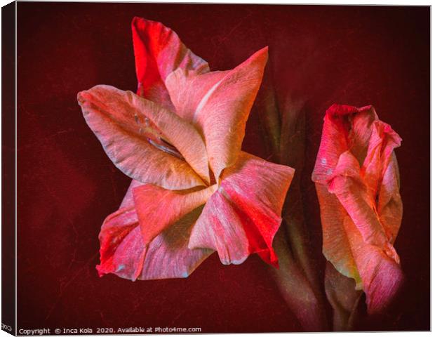 Gladioli Flowers In Bloom  Canvas Print by Inca Kala
