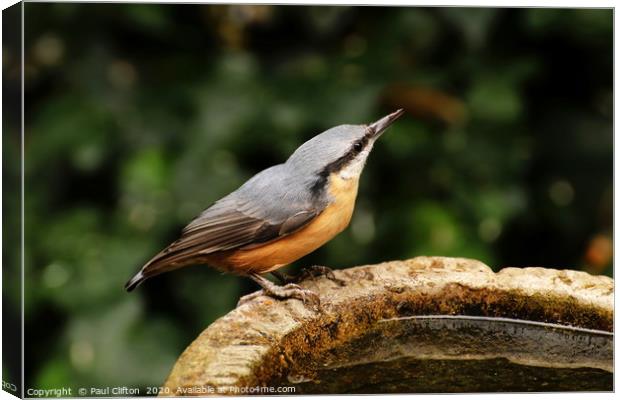 Nuthatch taking a drink. Canvas Print by Paul Clifton