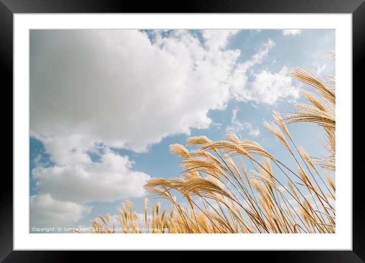 Dry reeds Framed Mounted Print by Sanga Park