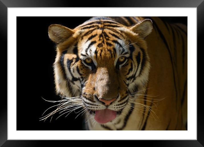 Tiger's face Framed Mounted Print by Anahita Daklani-Zhelev