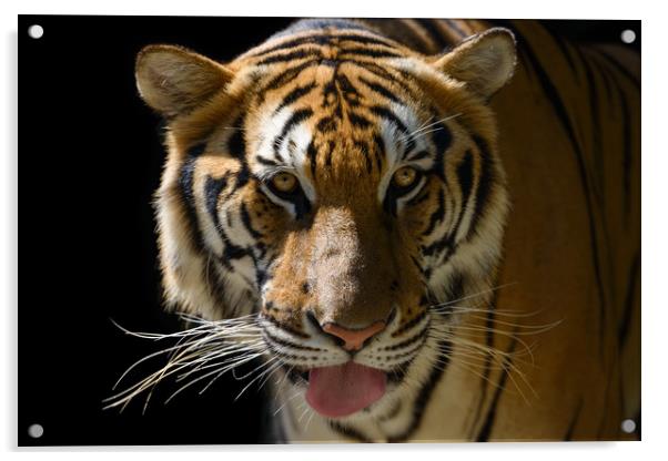 Tiger's face Acrylic by Anahita Daklani-Zhelev