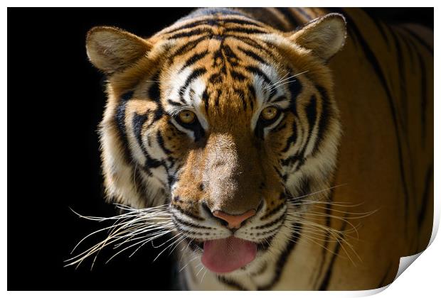 Tiger's face Print by Anahita Daklani-Zhelev